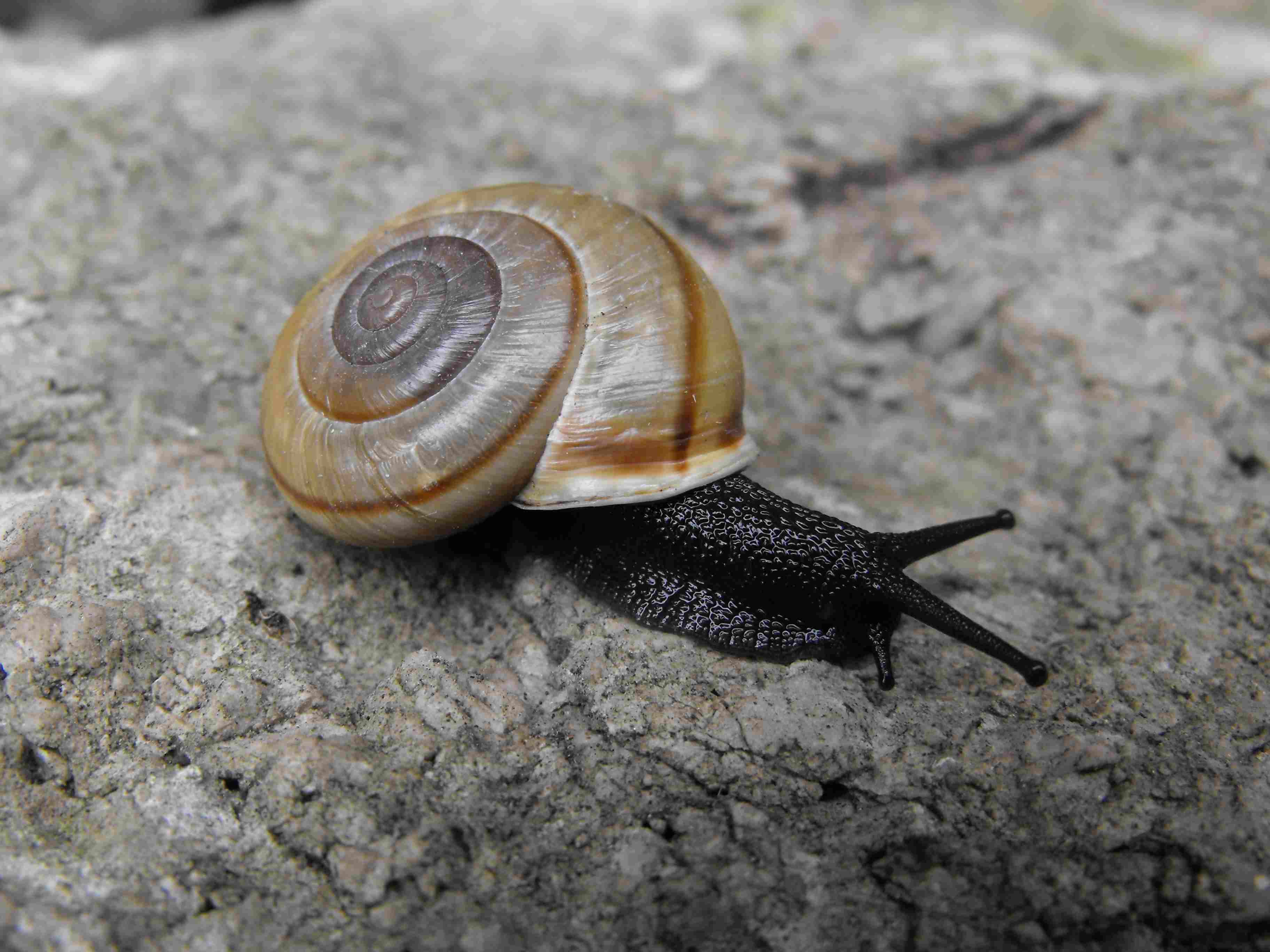 Il 