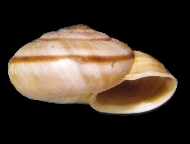 Tabella Chilostoma cingulatum (studer, 1820 )