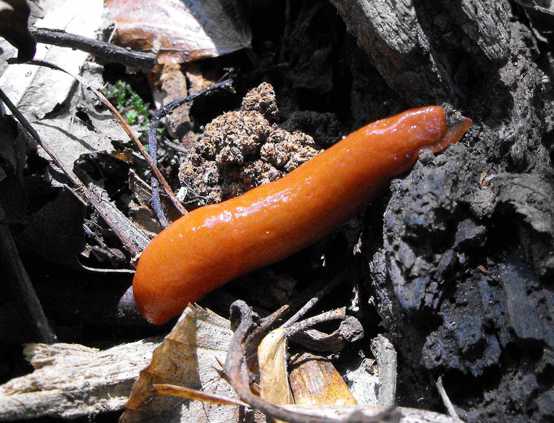 Ariunculus speziae sul Monte Fenera