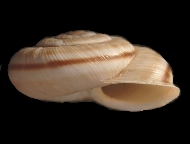 Tabella Chilostoma cingulatum (studer, 1820 )