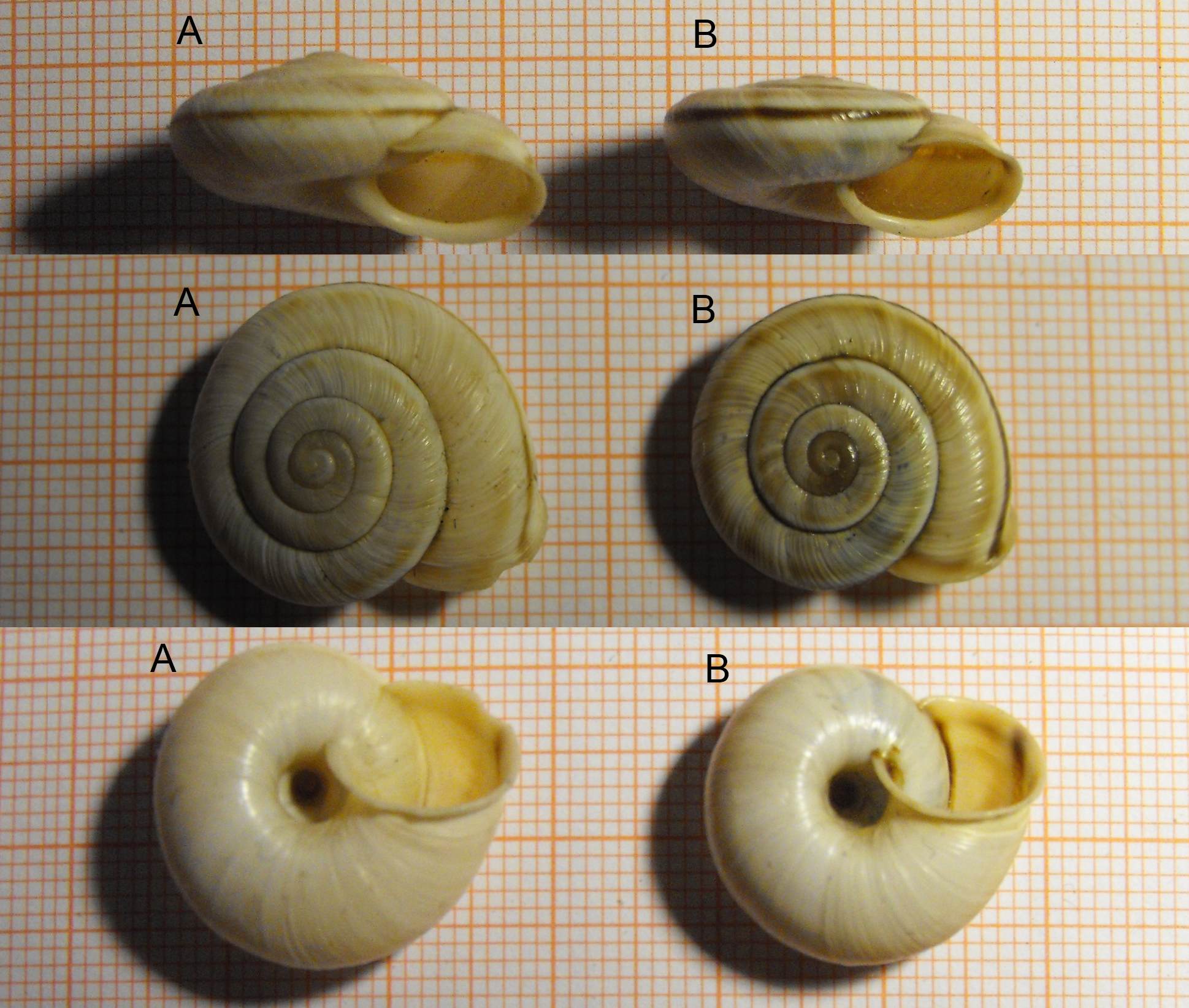 Chilostoma cingulatum asperulum (Ehrmann, 1910)