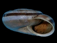 Tabella Chilostoma cingulatum (studer, 1820 )