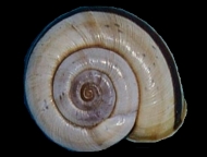 Tabella Chilostoma cingulatum (studer, 1820 )