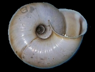 Tabella Chilostoma cingulatum (studer, 1820 )