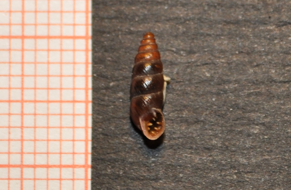 Chondrina megacheilos caziotana (Pilsbry, 1918)