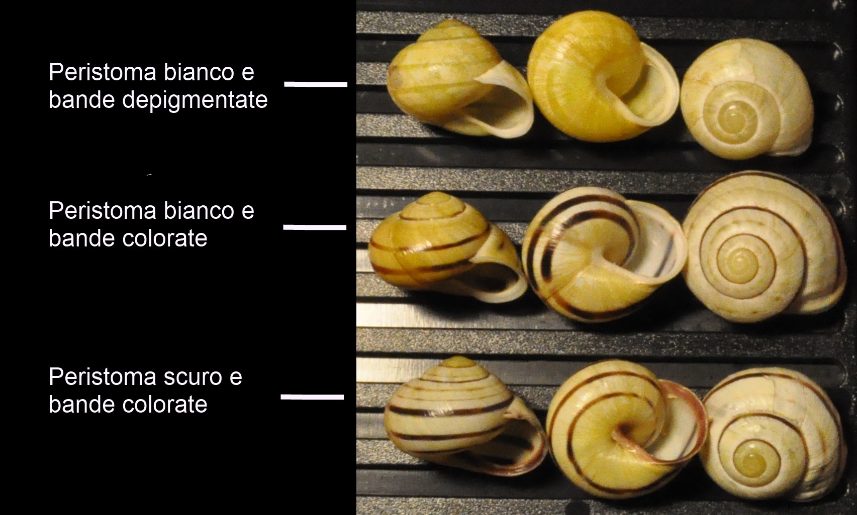 Cepaea nemoralis con labbro bianco