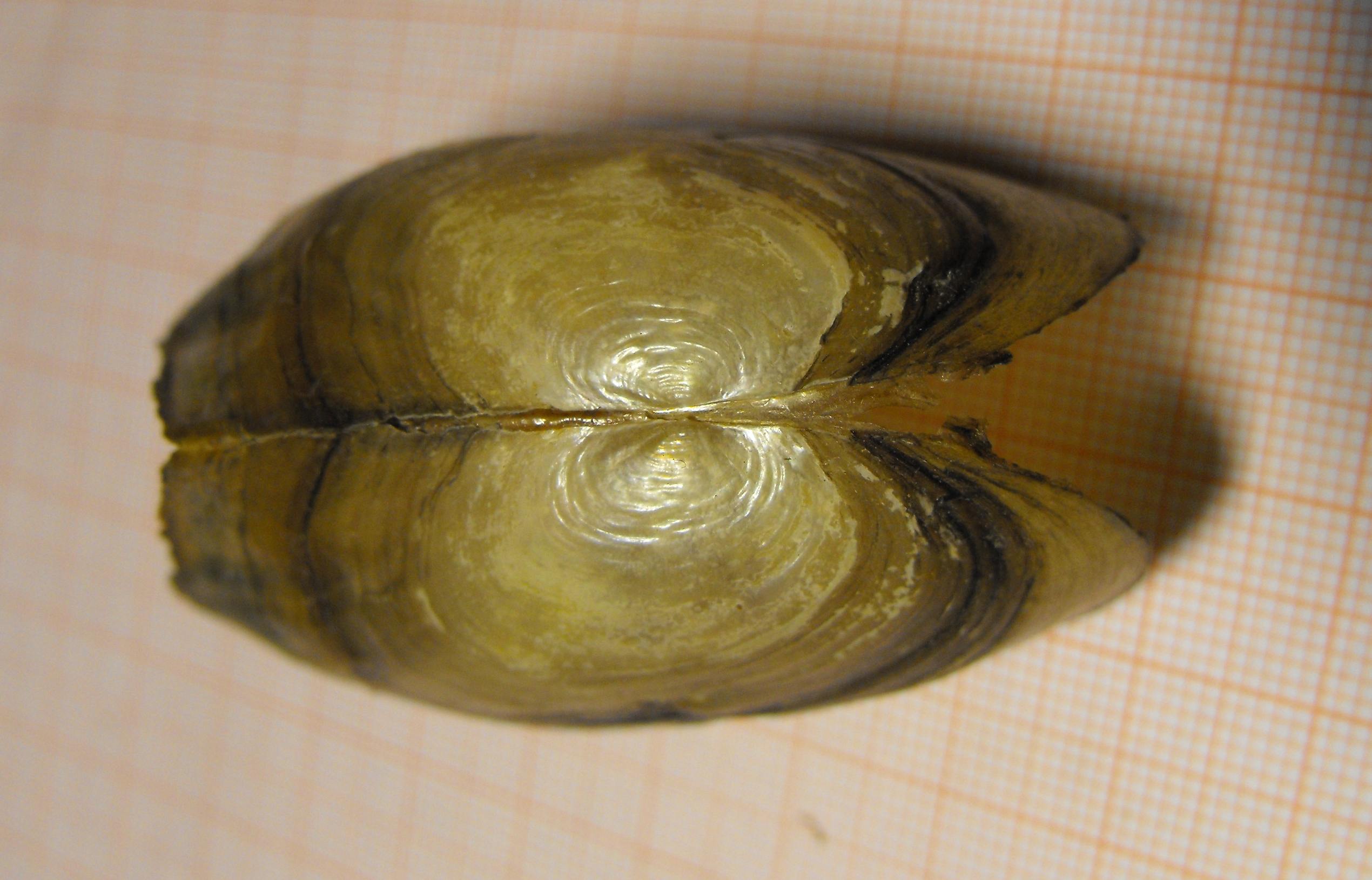 Pseudanodonta complanata ?