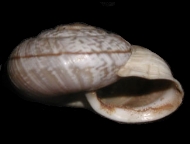 Tabella Chilostoma cingulatum (studer, 1820 )