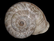 Tabella Chilostoma cingulatum (studer, 1820 )