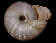 Tabella Chilostoma cingulatum (studer, 1820 )