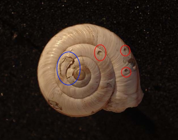 vita da Chilostoma cingulatum