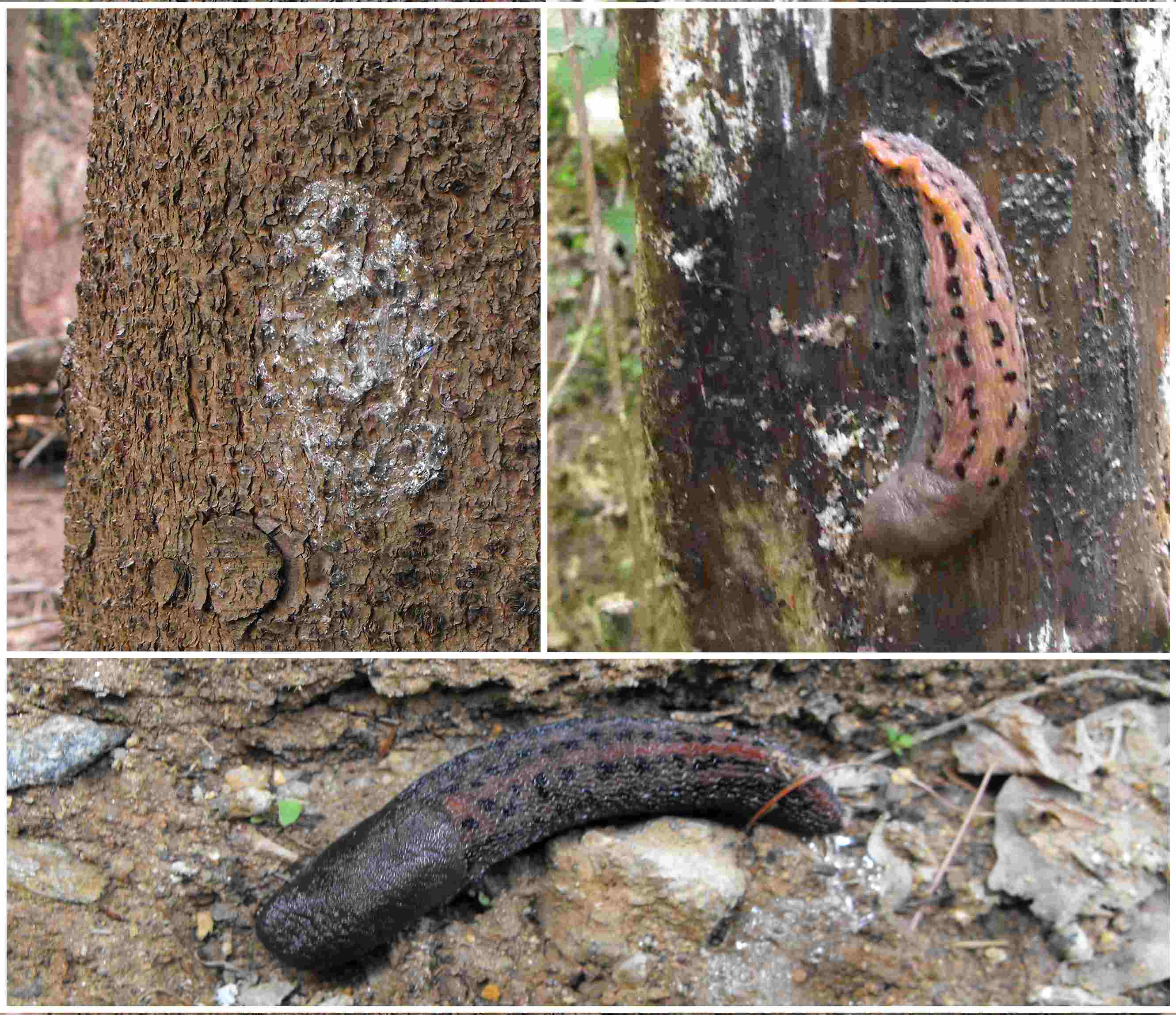 Limax dacampi del Monte Fenera (TO)