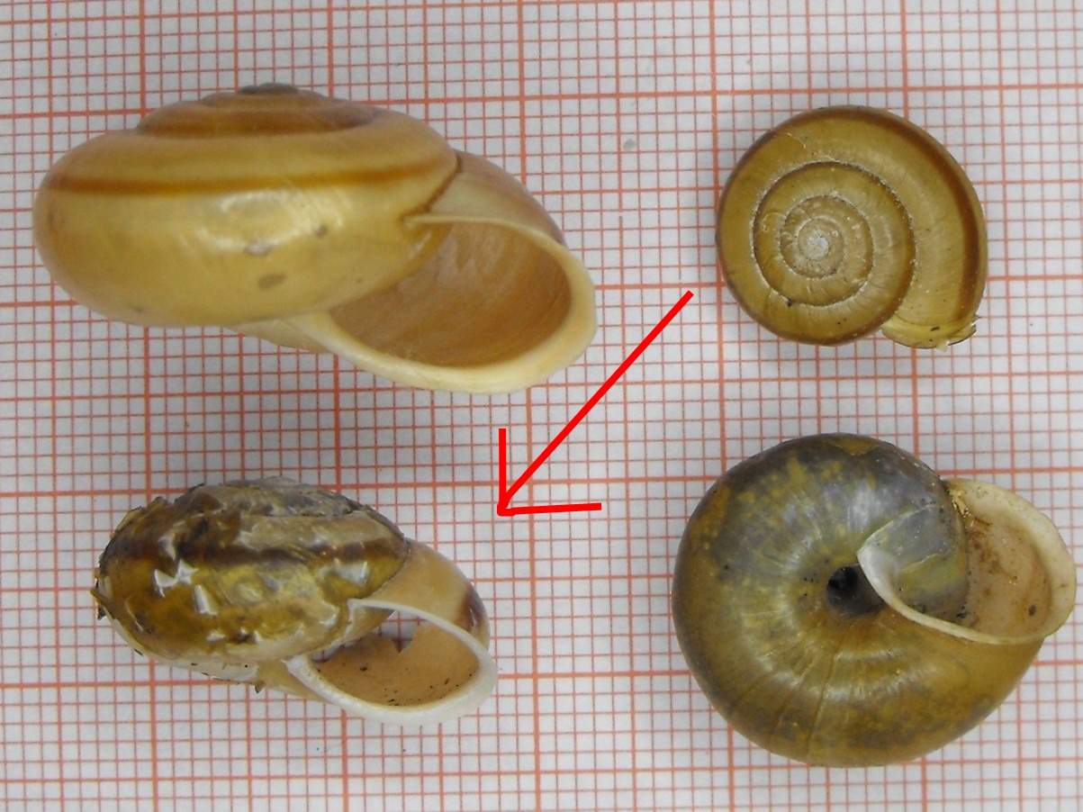 Chilostoma zonatum foetens (Studer, 1820)