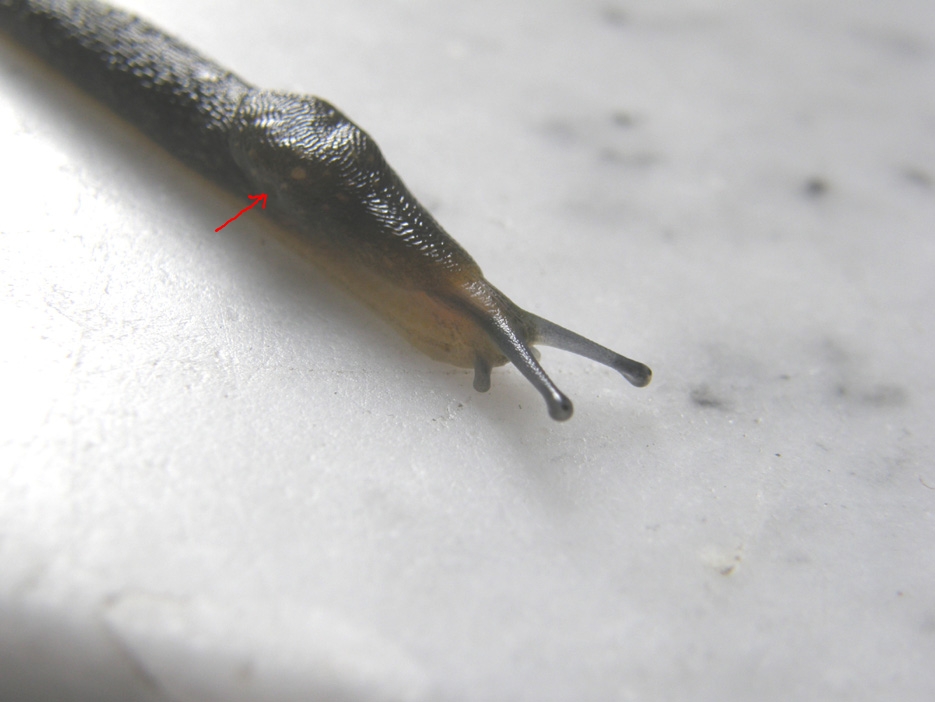 Limacus flavus da Milano