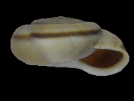 Tabella Chilostoma cingulatum (studer, 1820 )