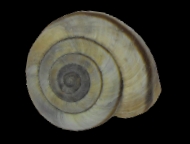 Tabella Chilostoma cingulatum (studer, 1820 )