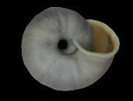 Tabella Chilostoma cingulatum (studer, 1820 )