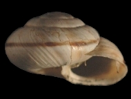 Tabella Chilostoma cingulatum (studer, 1820 )