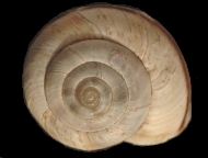 Tabella Chilostoma cingulatum (studer, 1820 )