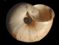 Tabella Chilostoma cingulatum (studer, 1820 )