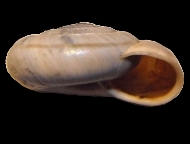 Tabella Chilostoma cingulatum (studer, 1820 )