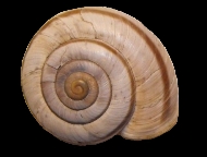 Tabella Chilostoma cingulatum (studer, 1820 )