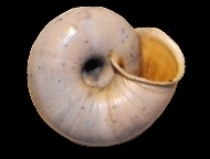 Tabella Chilostoma cingulatum (studer, 1820 )