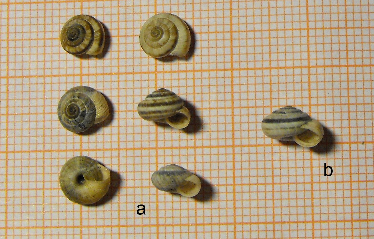 Trochoidea(Xerocrassa) geyeri (Sos, 1926)