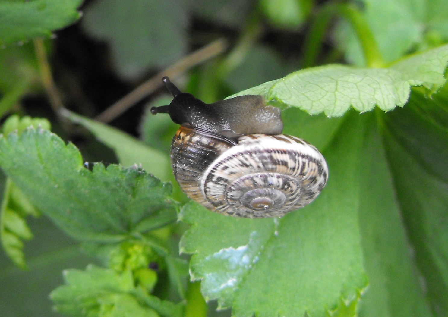 Chilostoma (delphinatia) glacialis