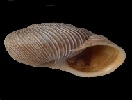 Tabella Chilostoma cingulatum (studer, 1820 )