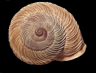 Tabella Chilostoma cingulatum (studer, 1820 )