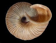 Tabella Chilostoma cingulatum (studer, 1820 )