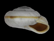 Tabella Chilostoma cingulatum (studer, 1820 )