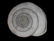 Tabella Chilostoma cingulatum (studer, 1820 )