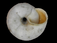 Tabella Chilostoma cingulatum (studer, 1820 )