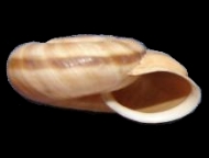 Tabella Chilostoma cingulatum (studer, 1820 )