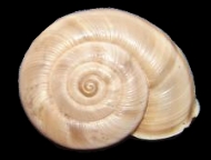 Tabella Chilostoma cingulatum (studer, 1820 )