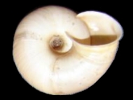 Tabella Chilostoma cingulatum (studer, 1820 )