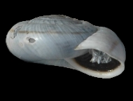 Tabella Chilostoma cingulatum (studer, 1820 )