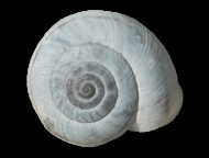 Tabella Chilostoma cingulatum (studer, 1820 )