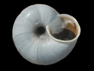 Tabella Chilostoma cingulatum (studer, 1820 )