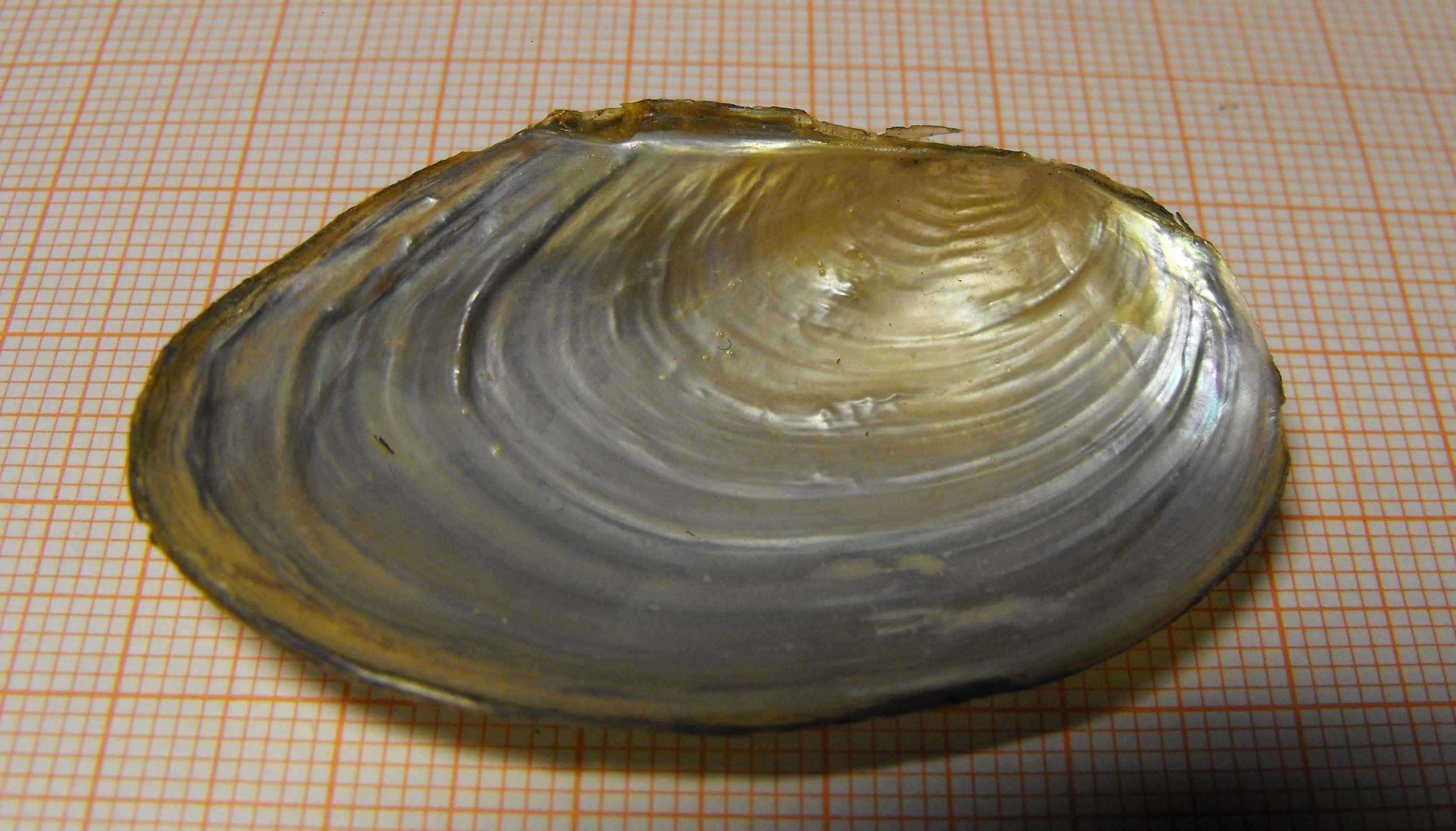 Pseudanodonta complanata ?