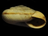 Tabella Chilostoma cingulatum (studer, 1820 )