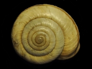 Tabella Chilostoma cingulatum (studer, 1820 )