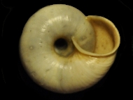 Tabella Chilostoma cingulatum (studer, 1820 )