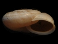 Tabella Chilostoma cingulatum (studer, 1820 )