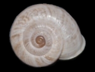 Tabella Chilostoma cingulatum (studer, 1820 )