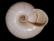 Tabella Chilostoma cingulatum (studer, 1820 )