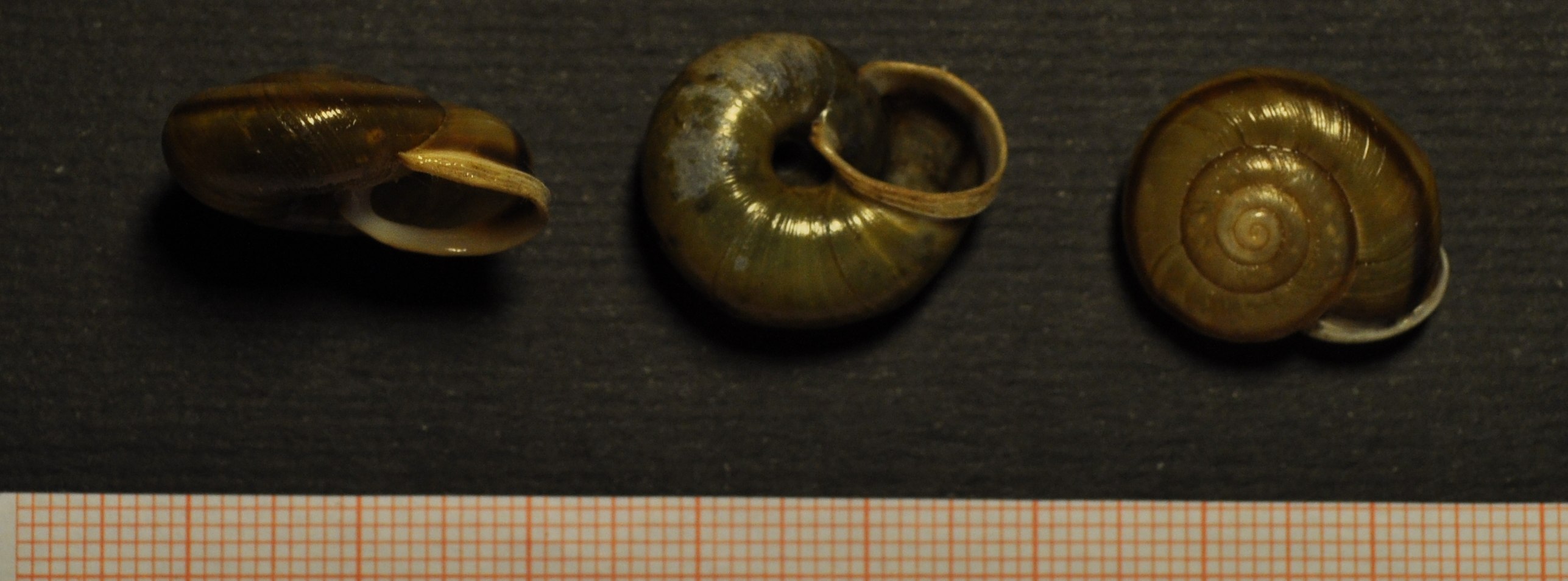 Chilostoma millieri (Bourguignat, 1880)