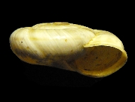 Tabella Chilostoma cingulatum (studer, 1820 )